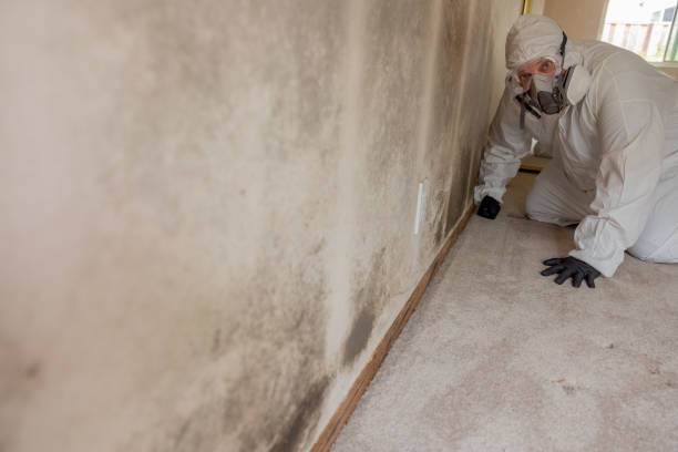 Best HVAC Mold Inspection and Cleaning  in Morris, MN